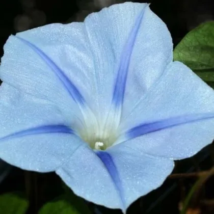 Povojnica trojfarebná Blue Star - Ipomoea tricolor - predaj semien - 25 ks