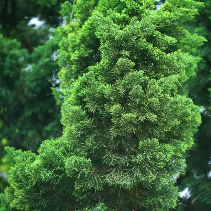 Tuja orientálna - Platycladus orientalis - semená tuje - 10 ks