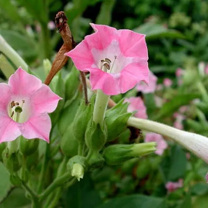 Tabak virginský - Nicotiana tabacum - semená 150 ks