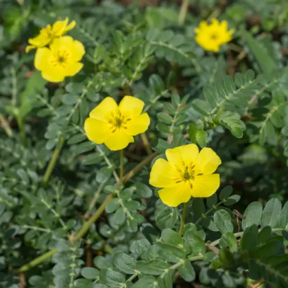 Kotvičník zemný - Tribulus terrestris - semená kotvičníka - 7 ks