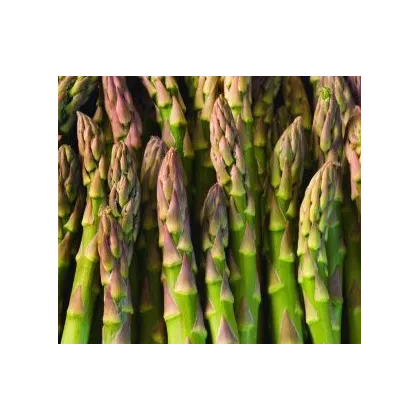 Špargľa lekárska Mary Washington - Asparagus officinalis - semená špargle - 20 ks