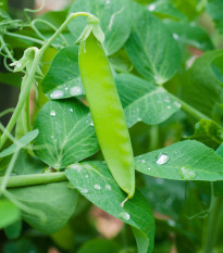 Hrach cukrový - Heraut - Pisum sativum - semená hrášku - 45 ks