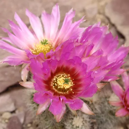 Semená kaktusov - Echinocereus reichenbachii - 8 ks