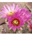 Semená kaktusov - Echinocereus reichenbachii - 8 ks