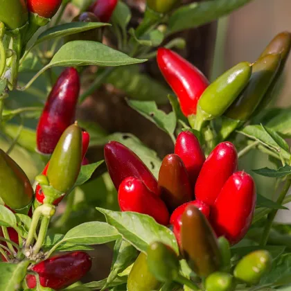 Chilli Jalapeno - Capsicum annuum - predaj semien - 6 ks