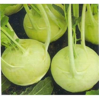 Kaleráb extra jemný - rastlina Brassica oleracea - predaj semien kaleráby - 50 ks