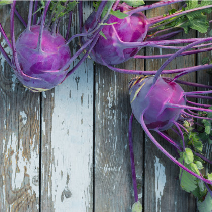 Kaleráb raný modrý Purple vienna - Brassica oleracea - predaj semien kalerábu - 100 ks