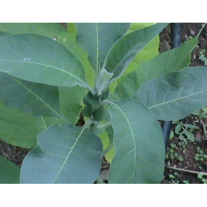 Tabak Madole - rastlina Nicotiana tabacum - semená tabaku - 20 ks