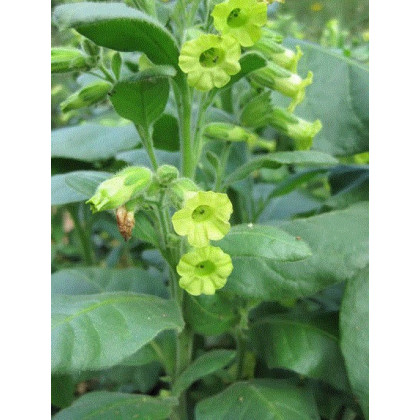 Tabak indiánsky slávnostný - semená Nicotiana rustica sacred - 50ks