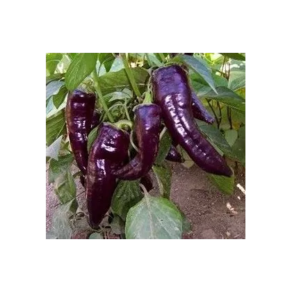 Paprika Marconi Purple - sladká paprika - 10 ks