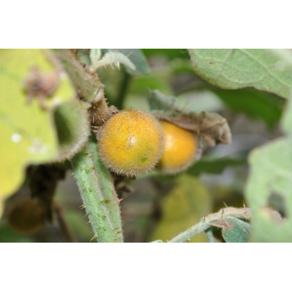 Teron Asam - Solanum lasiocarpum - prodej semen - 5 ks
