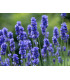 Levanduľa lekárska Provence Blue - Lavandula angustifolia - semená Levandule - 15 ks
