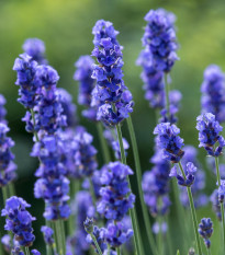 Levanduľa lekárska Provence Blue - Lavandula angustifolia - semená Levandule - 15 ks