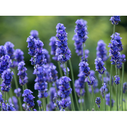 Levanduľa lekárska Provence Blue - Lavandula angustifolia - semená Levandule - 15 ks