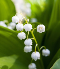 Konvalinka voňavá - Convallaria majalis -  predaj cibuľovín - 1 ks