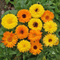 Nechtík lekársky Pacific Beauty Zmes - Calendula officinalis - 30 ks