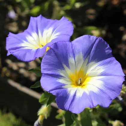 Pupenec trojfarebný Royal Ensign - Convolvulus tricolor - predaj semien - 50 ks