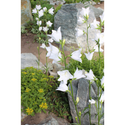 Zvonček broskyňolistý biely - Campanula persicifolia alba - predaj osiva - 300 ks