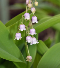 Konvalinka voňavá ružová - Convallaria majalis - predaj cibuľovín - 1 ks