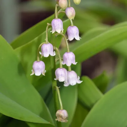 Konvalinka voňavá ružová - Convallaria majalis - predaj cibuľovín - 1 ks