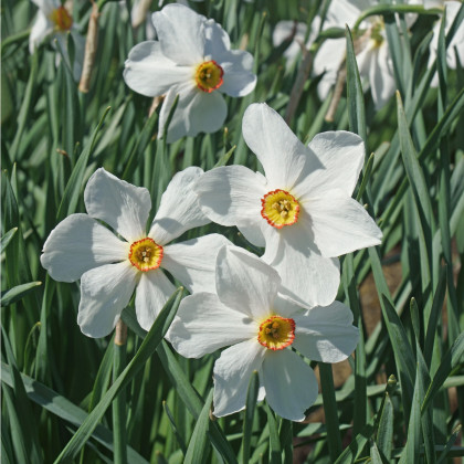 Narcis Poeticus Actaea - Narcissus - predaj cibuľovín - 3 ks