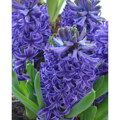 Modrý hyacint Blue Pearl - cibuľky predaj - 1 ks