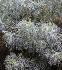 Palina pravá - Artemisia absinthum - semiačka - 250 ks