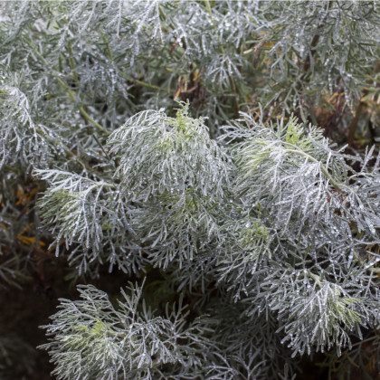 Palina pravá - Artemisia absinthum - semiačka - 250 ks