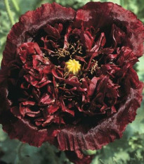 Mak Black Peony - Papaver somniferum - predaj semien - 150 ks