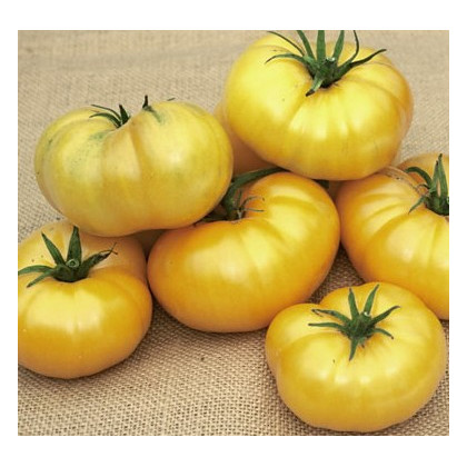 Paradajka Azoychka - Solanum lycopersicum - semená rajčiaka - 8 ks