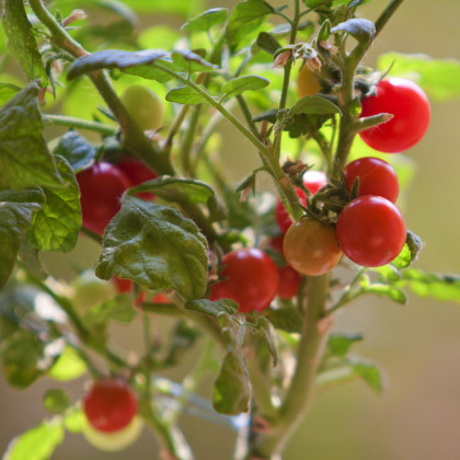 Paradajka Tiny Tim - Solanum lycopersicum - Semená rajčiaka - 7 ks