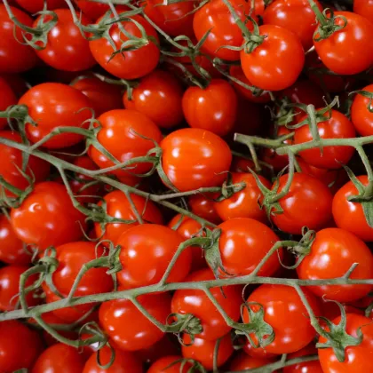 Paradajka Supersweet F1 - Solanum lycopersicum - Semená rajčiaka - 6 ks