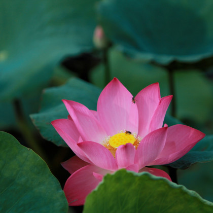 Lotus indický červený - Nelumbo nucifera - semená lotusu - 2 ks