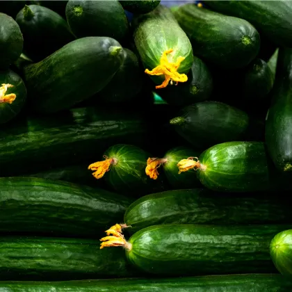 BIO Uhorka šalátová Flamingo F1 - Cucumis sativus - predaj bio semien - 4 ks