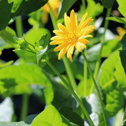 Silfia prerastená - Silphium perfoliatum - predaj semien - 8 ks