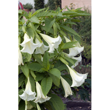 Anjelská trúba biela - Brugmansia arborea - Brugmansia biela - predaj semien - 10 ks