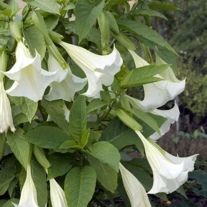 Anjelská trúba biela - Brugmansia arborea - Brugmansia biela - predaj semien - 10 ks