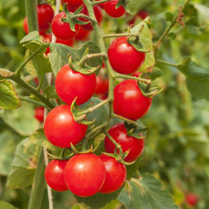Červené Cherry paradajky - Solanum lycopersicum - predaj semien rajčiaka - 6 ks