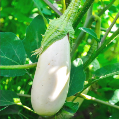 Baklažán Casper - Solanum melongena - predaj semien - 7 ks
