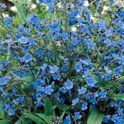 Pilát kapský - Anchusa capensis - predaj semien - 10 ks