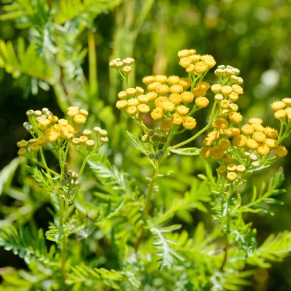 Vratič obyčajný - Tanacetum vulgare - predaj semien - 0,4 g