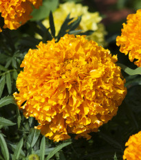 Aksamietnica vzpriamená nízka Golden Age - Tagetes erecta nana - predaj semien - 0,3 g