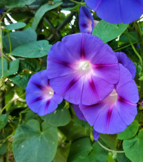 Povojník Scarlet O Hara - Ipomoea purpurea - predaj semien -  25 ks