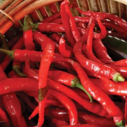 Chilli - Kajenské korenie Thick - Cayenne pepper - semená - 8 ks