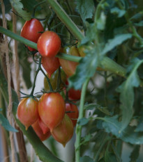 Paradajka Artisan Pink Tiger - Solanum lycopersicum - Predaj semien rajčiaka - 5 ks