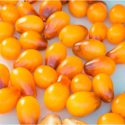 Paradajka Indigo Pear Drops - Solanum lycopersicum - Predaj semien rajčiaka -  5 ks