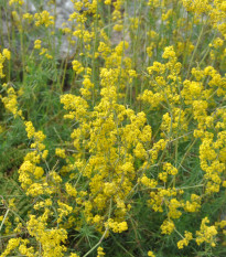 Lipkavec syridlový - Galium verum - semiačka - 250 ks