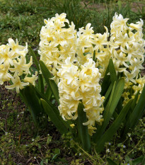 Hyacint City of Haarlem - Hyacinthus orientalis - predaj cibuľovín - 1 ks