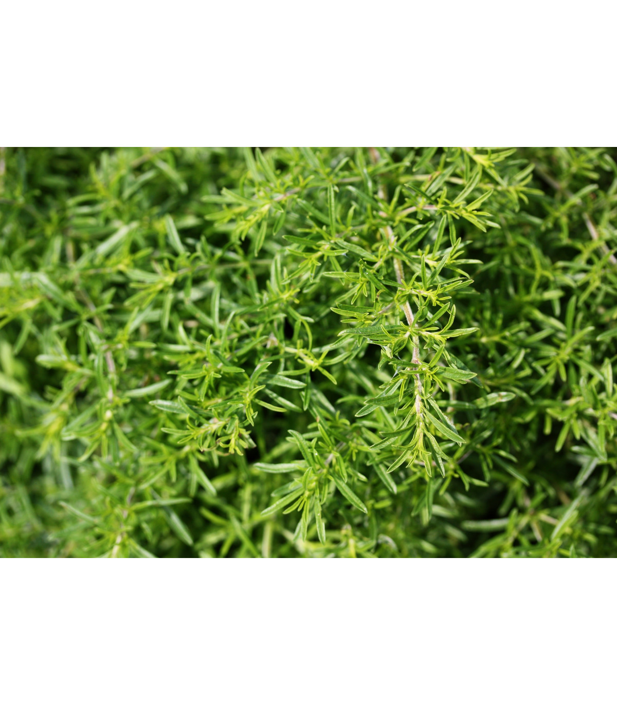 Bio saturejka horská - Satureja hortensis - bio semiačka - 0,3 g