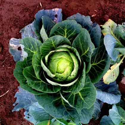 Kapusta biela Brunskwijker - Brassica oleracea - semiačka - 150 ks